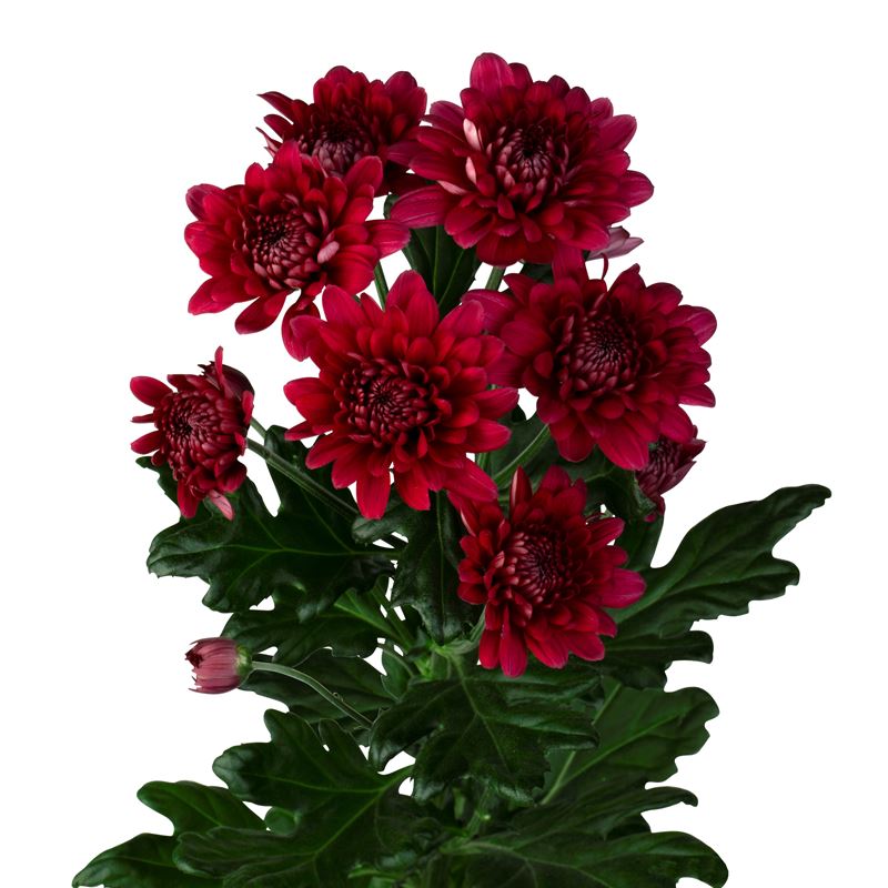 LAMIRA RED